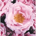 Compassionate  Floribunda Rose