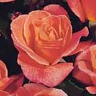 Dearest  Floribunda Rose