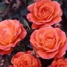 Fellowship  Floribunda Rose