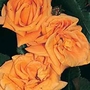 Glenfiddich  Floribunda Rose