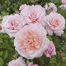 Great Expectations - Floribunda Rose