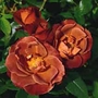 Hot Chocolate  Floribunda Rose