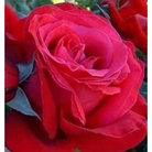 Alecs Red  Hybrid Tea Rose