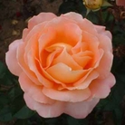 Alpine Sunset  Hybrid Tea Rose