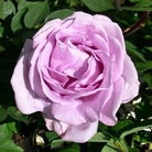 Blue Moon  Hybrid Tea Rose