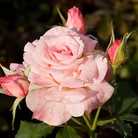Bride  Hybrid Tea Rose
