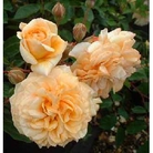 Buff Beauty  Hybrid Tea Rose