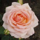 Chandos  Hybrid Tea Rose
