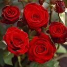Claret  Hybrid Tea Rose