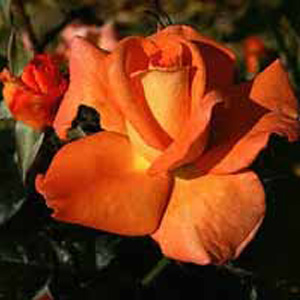 Dawn Chorus  Hybrid Tea Rose