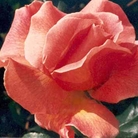 Fragrant Dream  Hybrid Tea Rose