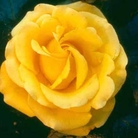 Freedom  Hybrid Tea Rose