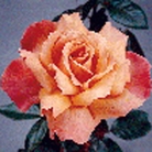 Heart of Gold  Hybrid Tea Rose