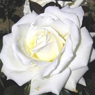 Ice Cream  Hybrid Tea Rose