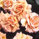 Indian Summer  Hybrid Tea Rose