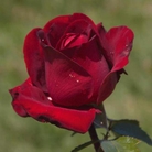 Ingrid Bergman  Hybrid Tea Rose