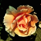 Just Joey  Hybrid Tea Rose