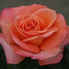 Mama Mia  Hybrid Tea Rose