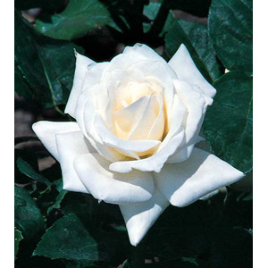 Pascali  Hybrid Tea Rose