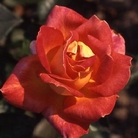 Piccadilly  Hybrid Tea Rose