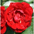 Royal William  Hybrid Tea Rose