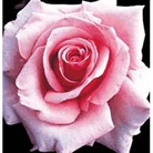 Savoy Hotel  Hybrid Tea Rose