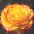 Tequila Sunrise  Hybrid Tea Rose