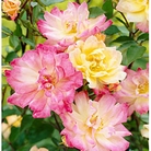 Baby Masquerade  Patio Rose