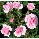 Bonica - Patio Rose