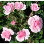 Bonica - Patio Rose