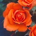 Wildfire  Patio Rose