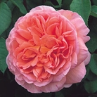 Abraham Darby  Shrub Rose