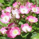 Ballerina - Shrub Rose