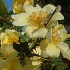 Canary Bird - Shrub Rose