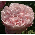 Claire  Shrub Rose