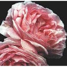 Constance Spry  Shrub Rose