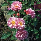 Cornelia  Shrub Rose