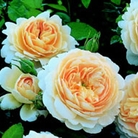 Crocus Rose  Shrub Rose