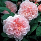 Eglantyne - Shrub Rose