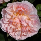 Evelyn  Shrub Rose