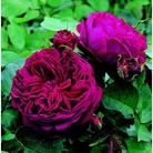 Falstaff  Shrub Rose