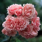 Felicia  Shrub Rose