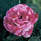 Ferdinand Pichard  Shrub Rose