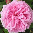 Gertrude Jekyll  Shrub Rose