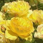 Graham Thomas - Shrub Rose
