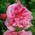 Heritage - Shrub Rose