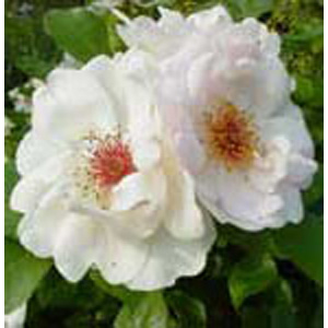 Jacqueline du Pre  Shrub Rose