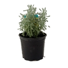 Santolina Chamaecyparissus - Cotton Lavender