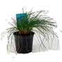 Festuca Elijah Blue - Elijah Blue Grass