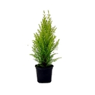 Cupressus Goldcrest - Golden Cypress
